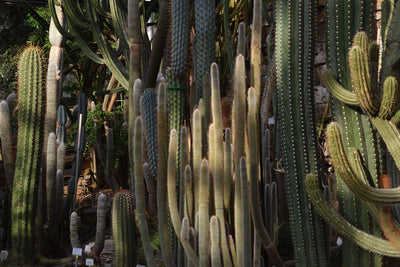 Kaktusplantage